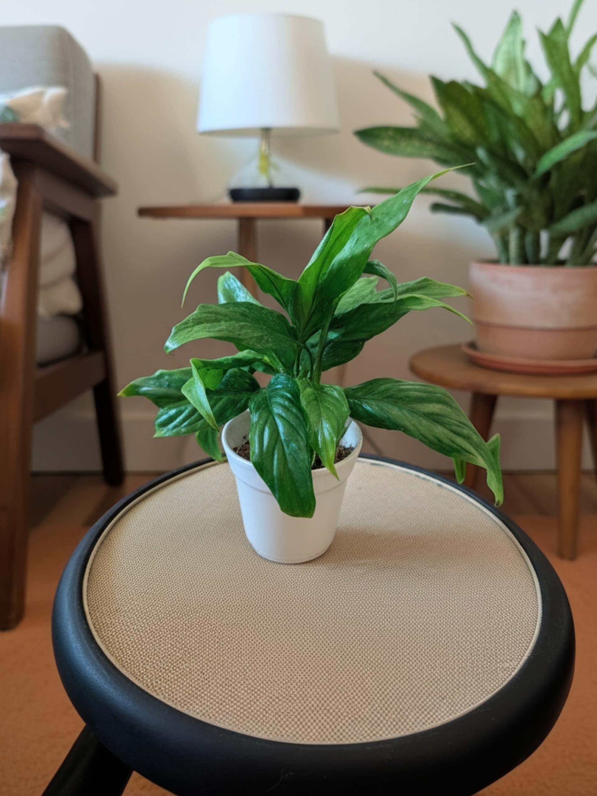 Peace Lily Plant
