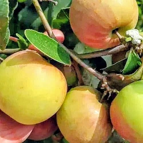 Ball Sundari Apple Ber Plant