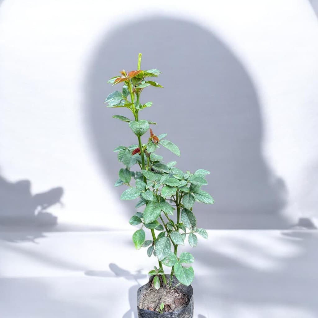 Golden Medallion Rose Plant
