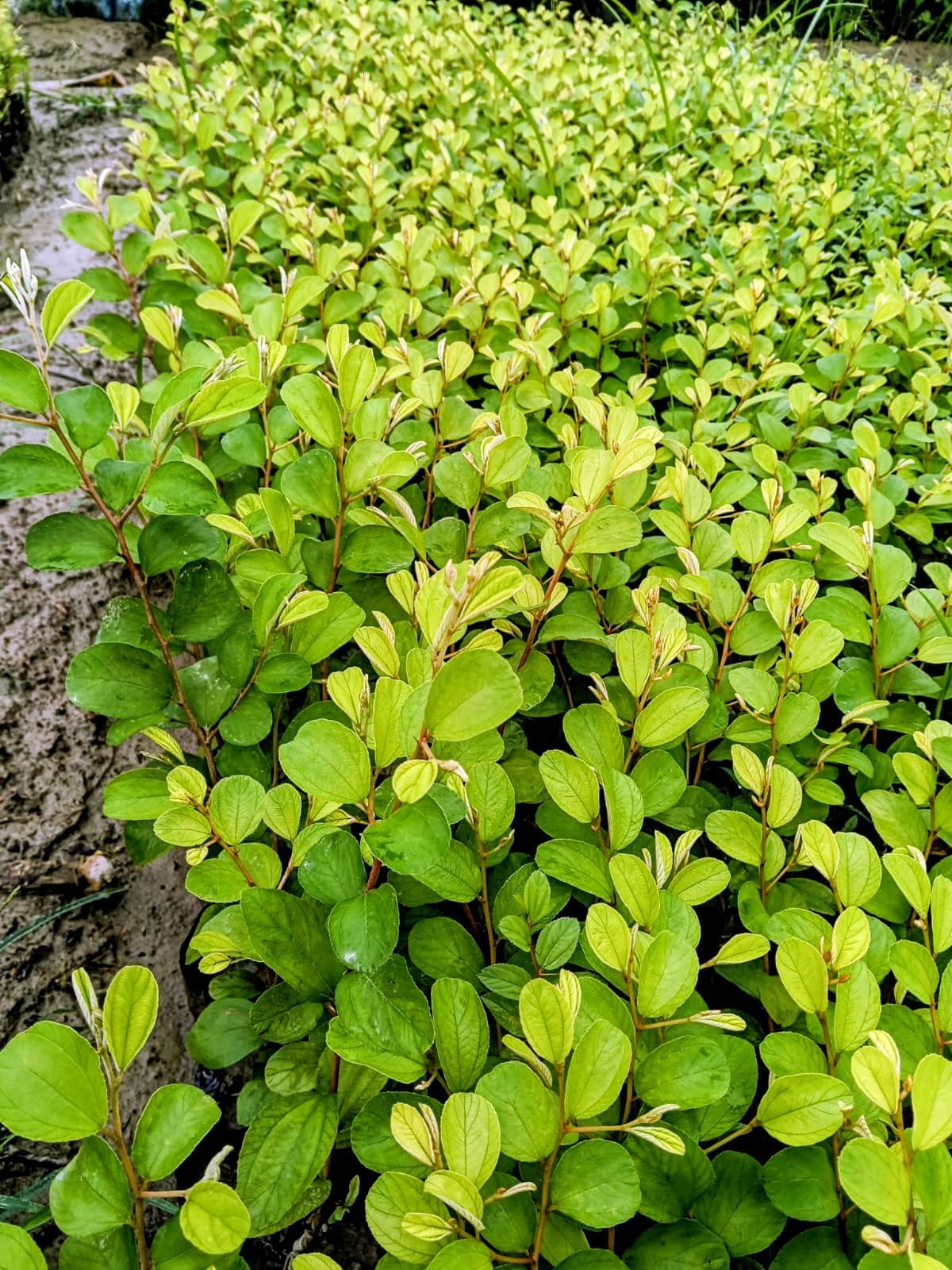 Apple Ber Plant