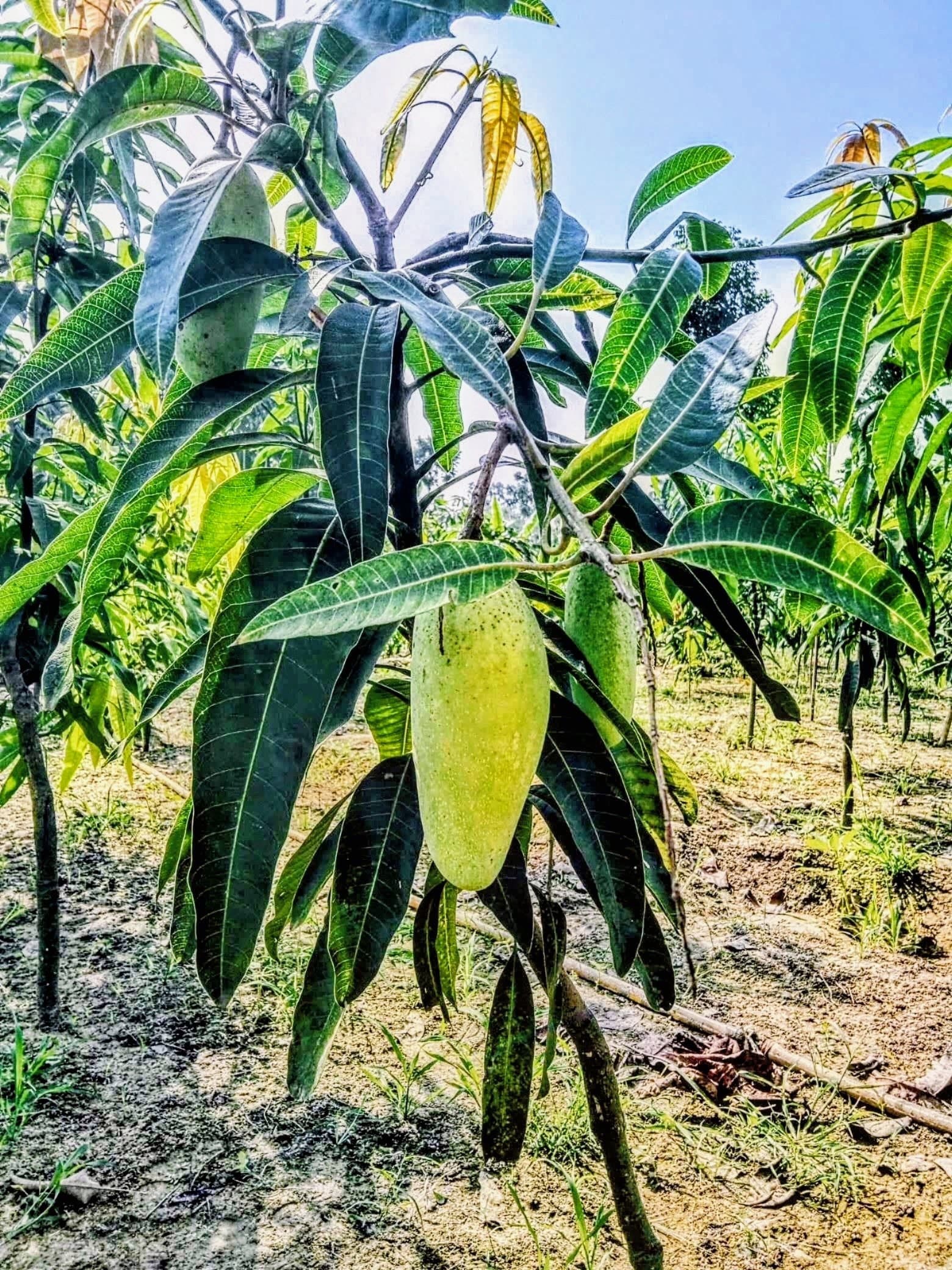 Banana Mango Plant