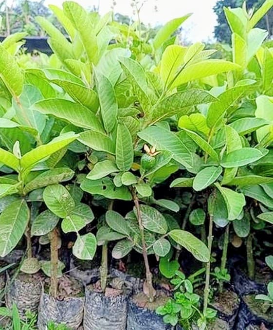 Guava (L-49) Plant