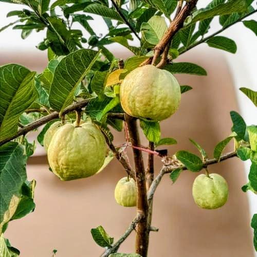 Red King Guava Plant