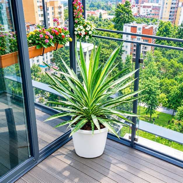 Yucca Silver