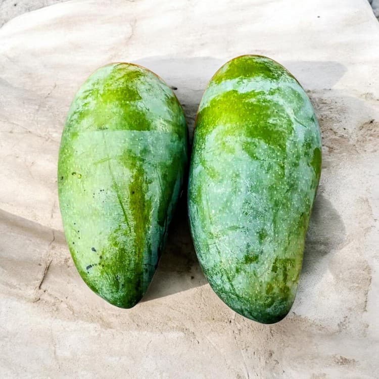 4 Kg Mango Plant