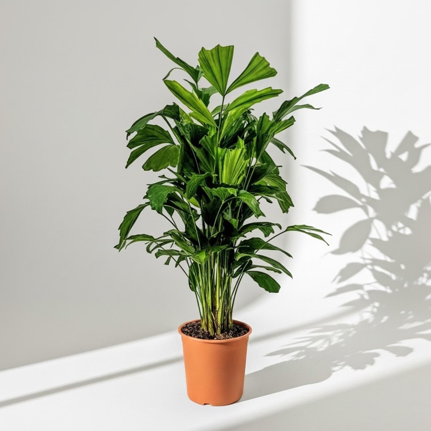 Fishtail Palm