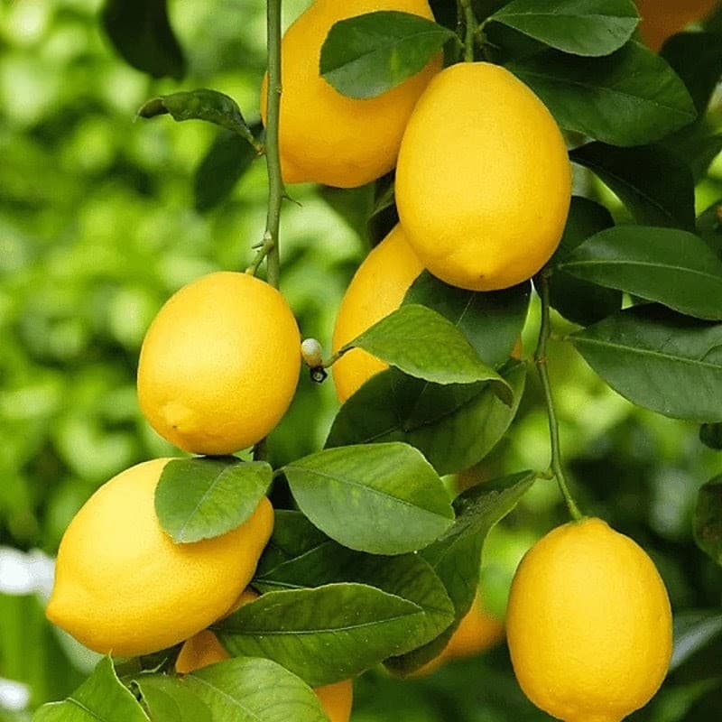 Acid Lime (Kagzi)