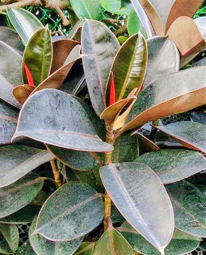 Rubber Plant