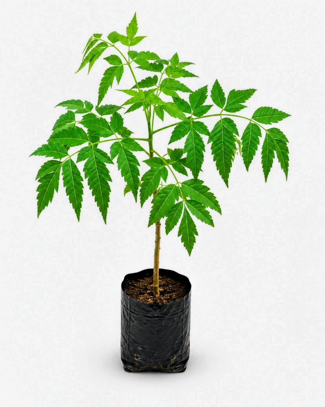 Malabar Neem Plant (Pack of 5)