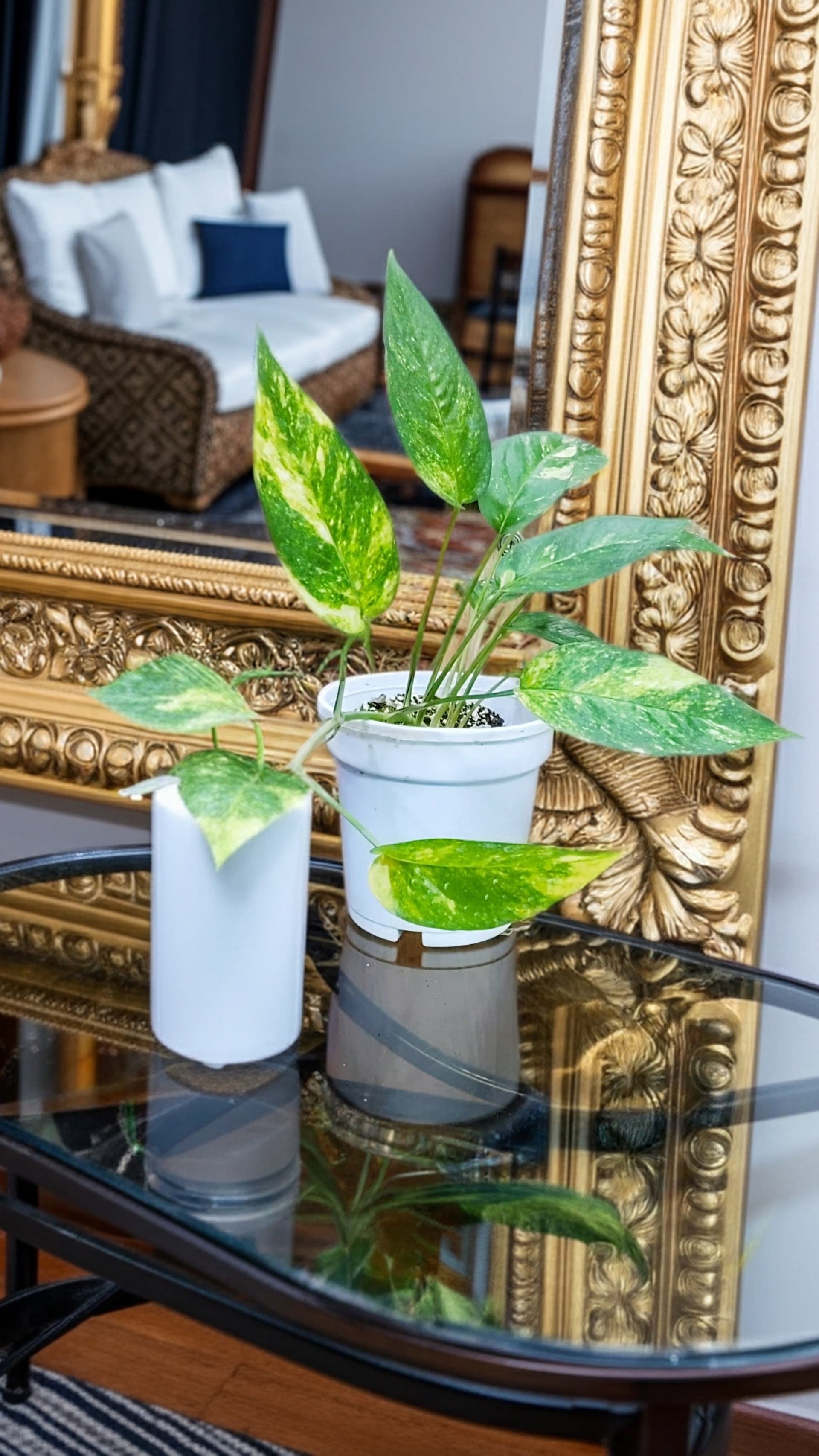 Epipremnum Golden Flame