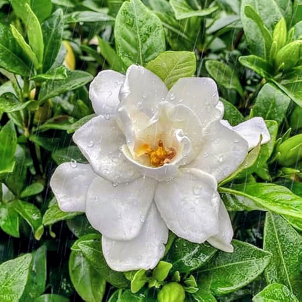Gardenia (Gandharaj) Plant