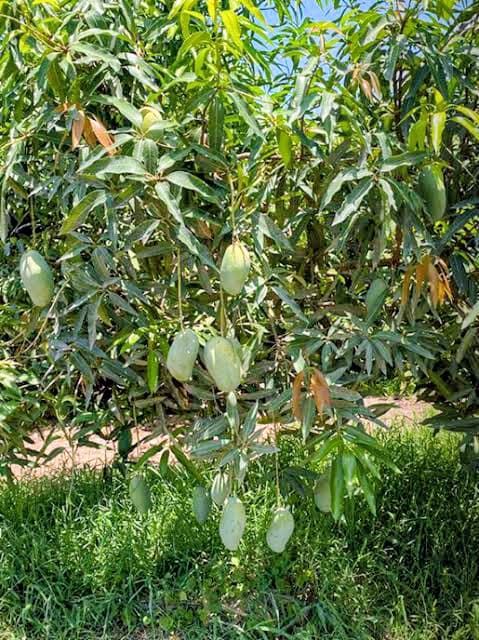 Mallika Mango Plant
