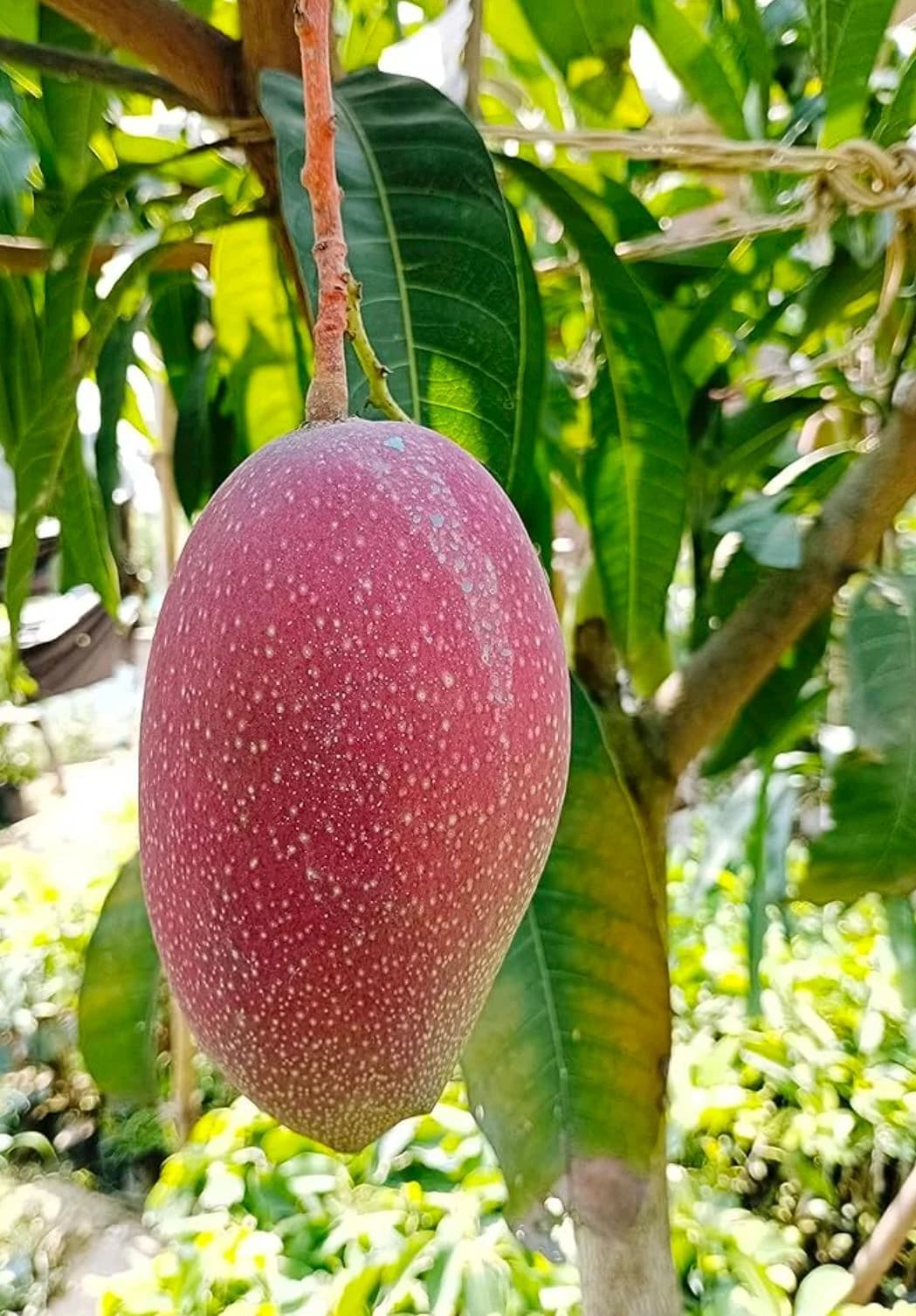 King Of Chakapat Mango Plant