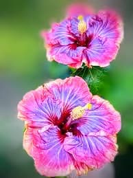 Dark Princess Hibiscus Plant
