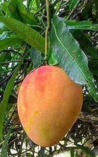 Hong Zhu Mango Plant