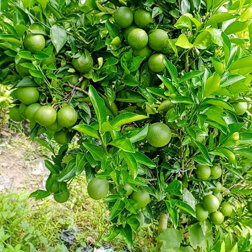 Bari 1 Malta Plant