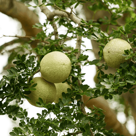 Wood Apple Plant