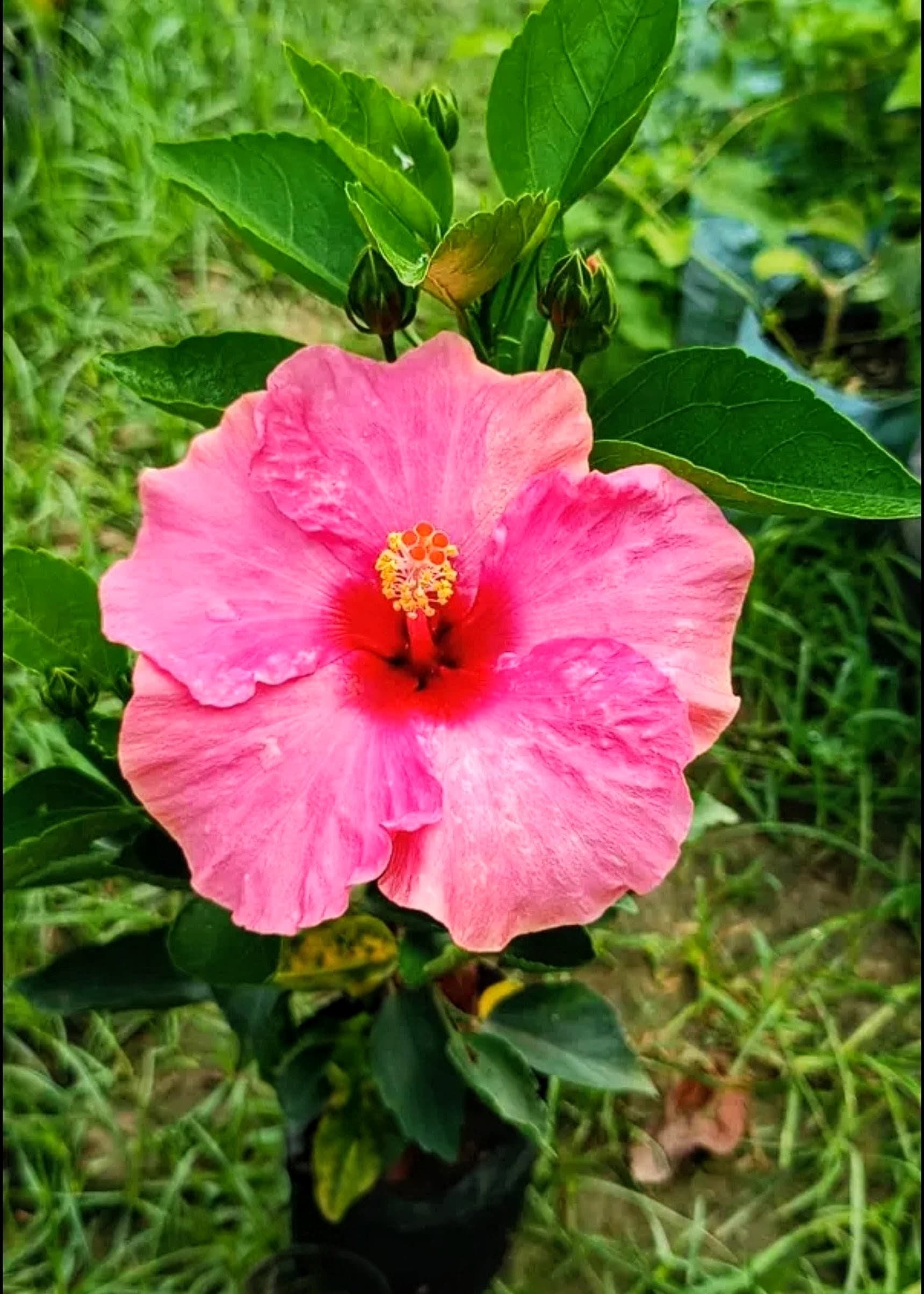 Anne Arundel Hibiscus Plant