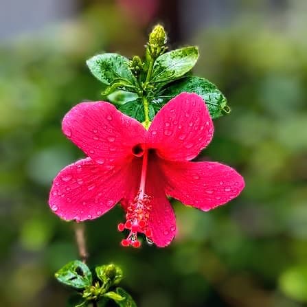 Laxmi Hibiscus Plant