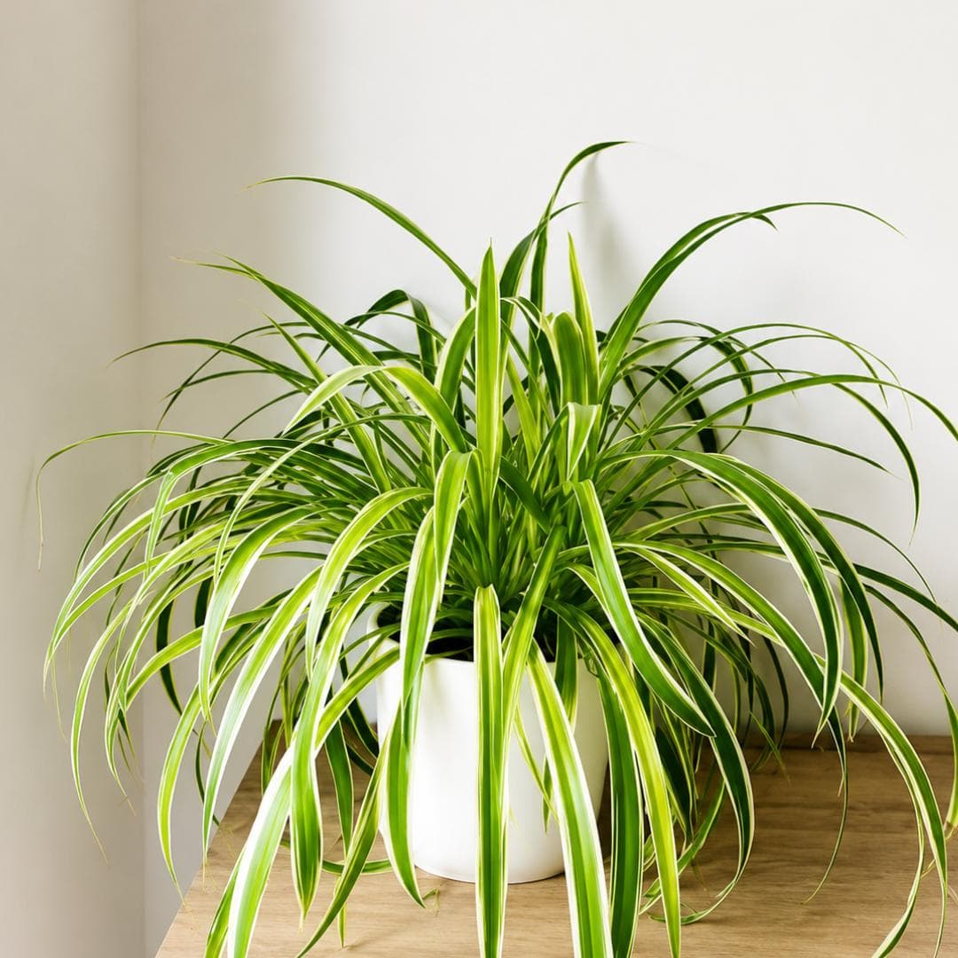 Spider Plant
