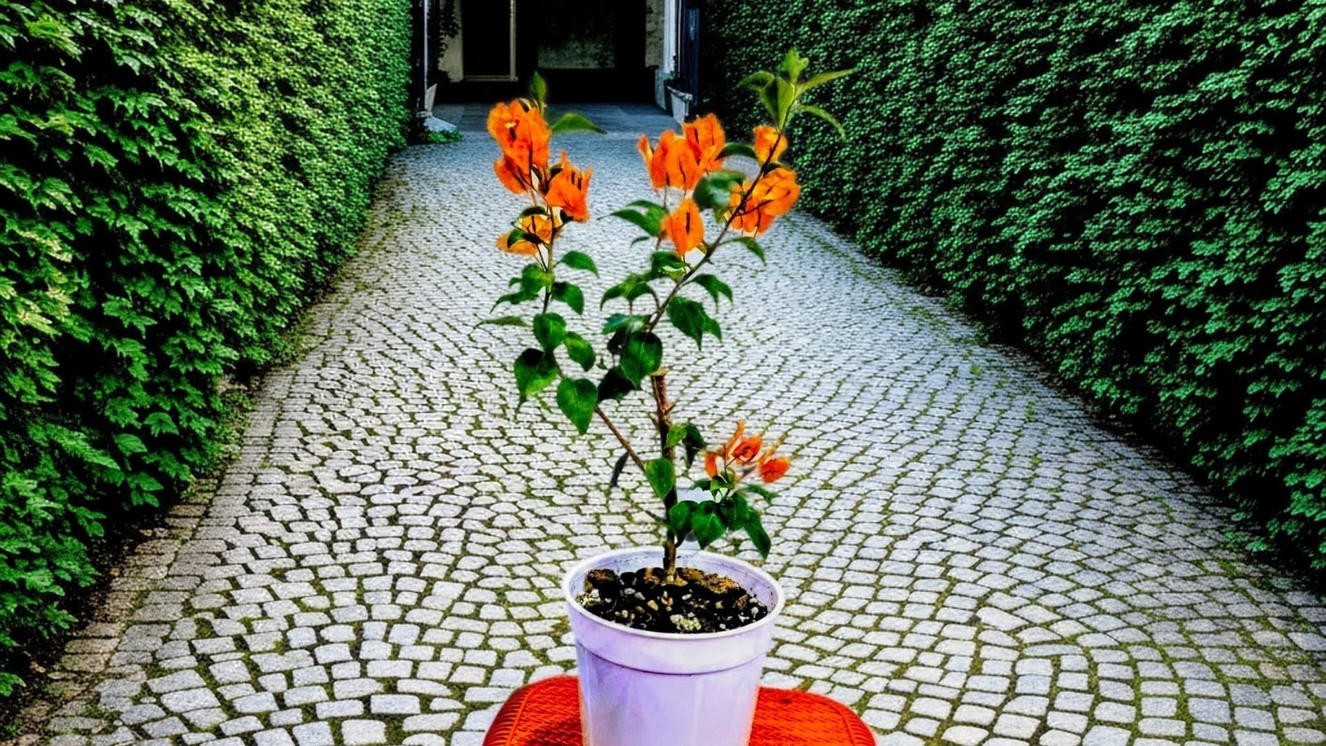 Chilli Orange