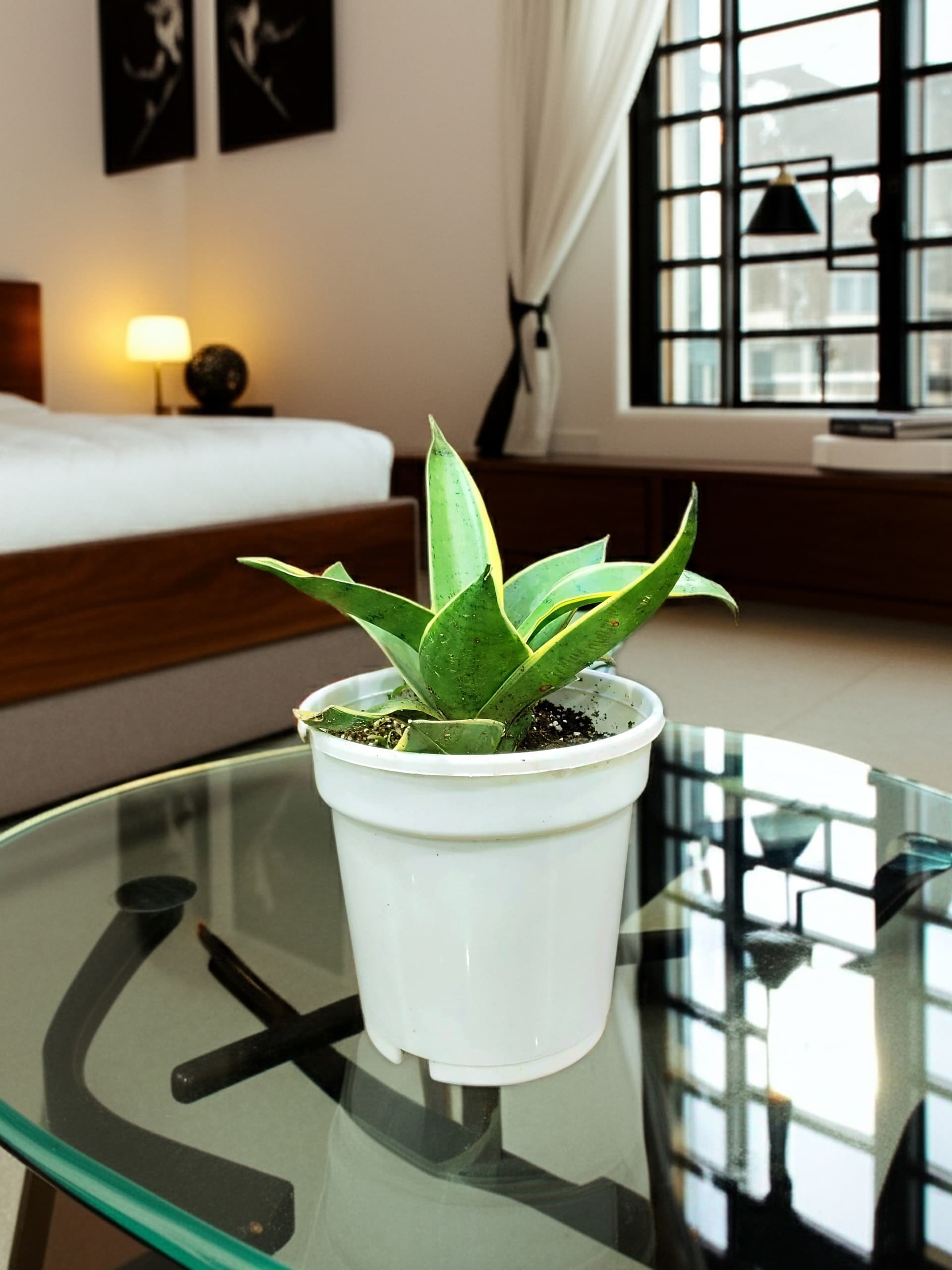 Sansevieria Gabriella (Snake Plant)