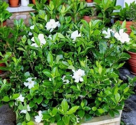 Gardenia (Gandharaj) Plant