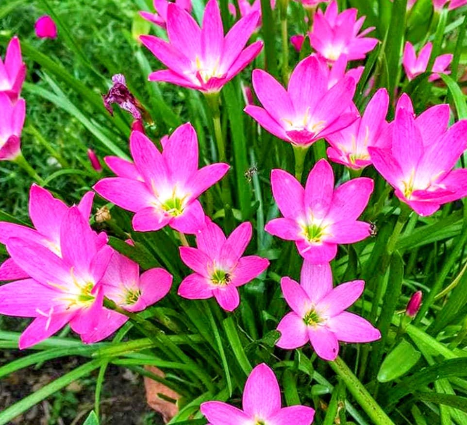 Rain Lily Pink (Zephyranthes)