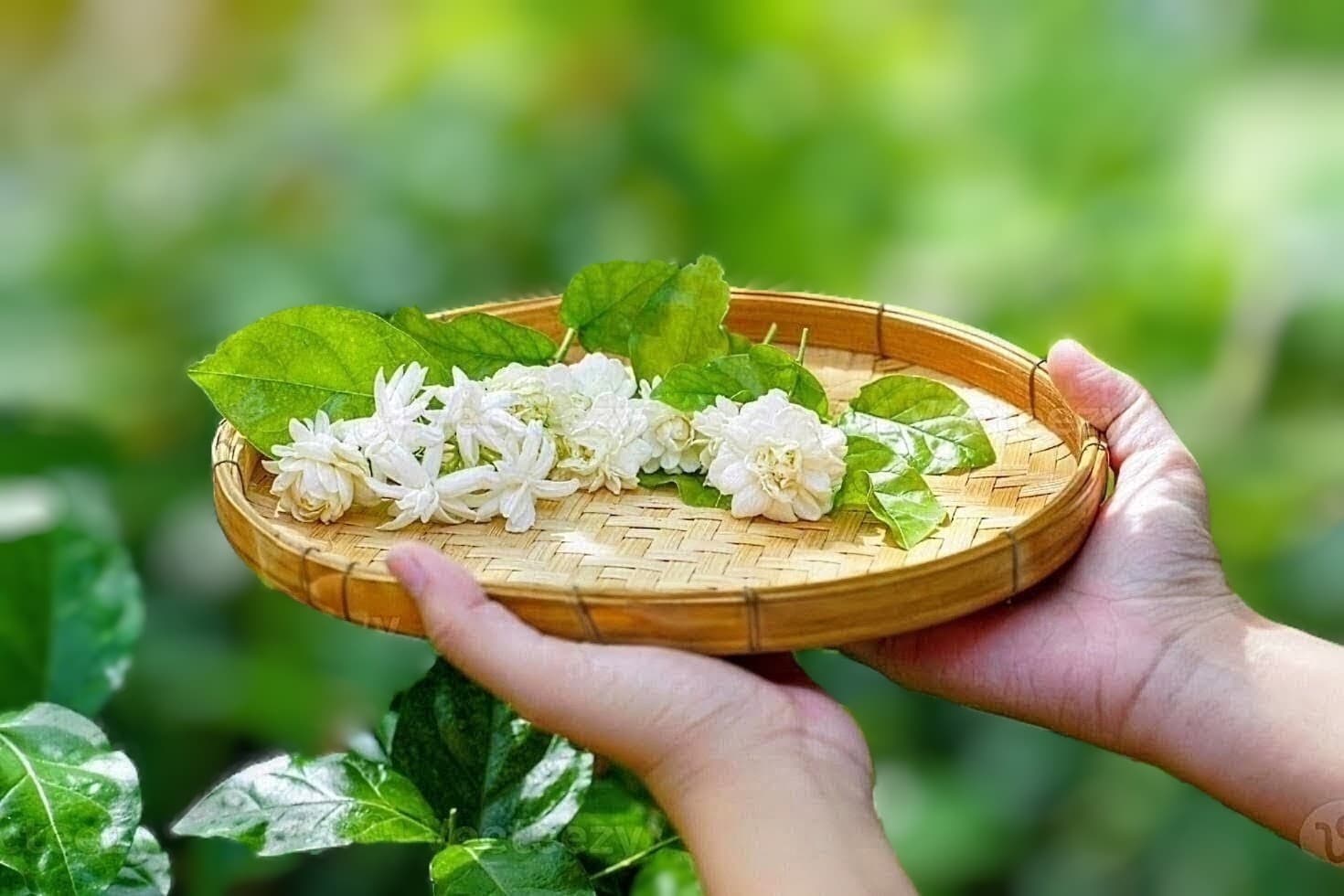 Arabian Jasmine