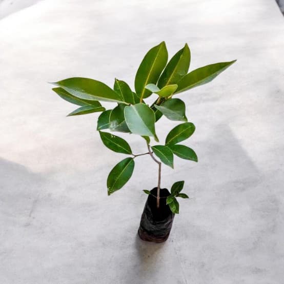 Black Jamun Plant