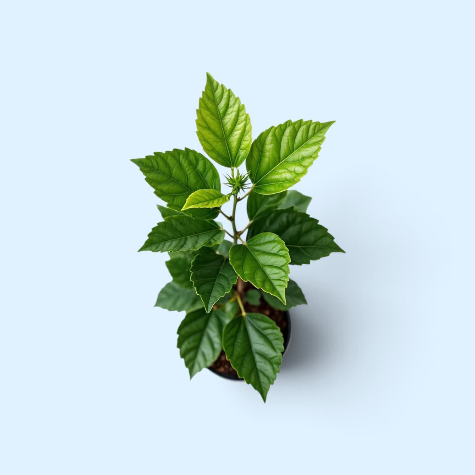 Japanese Rose Hibiscus Plant (White-Pink)