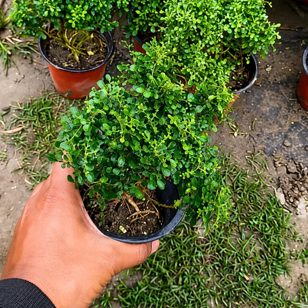 Table Kamini Plant