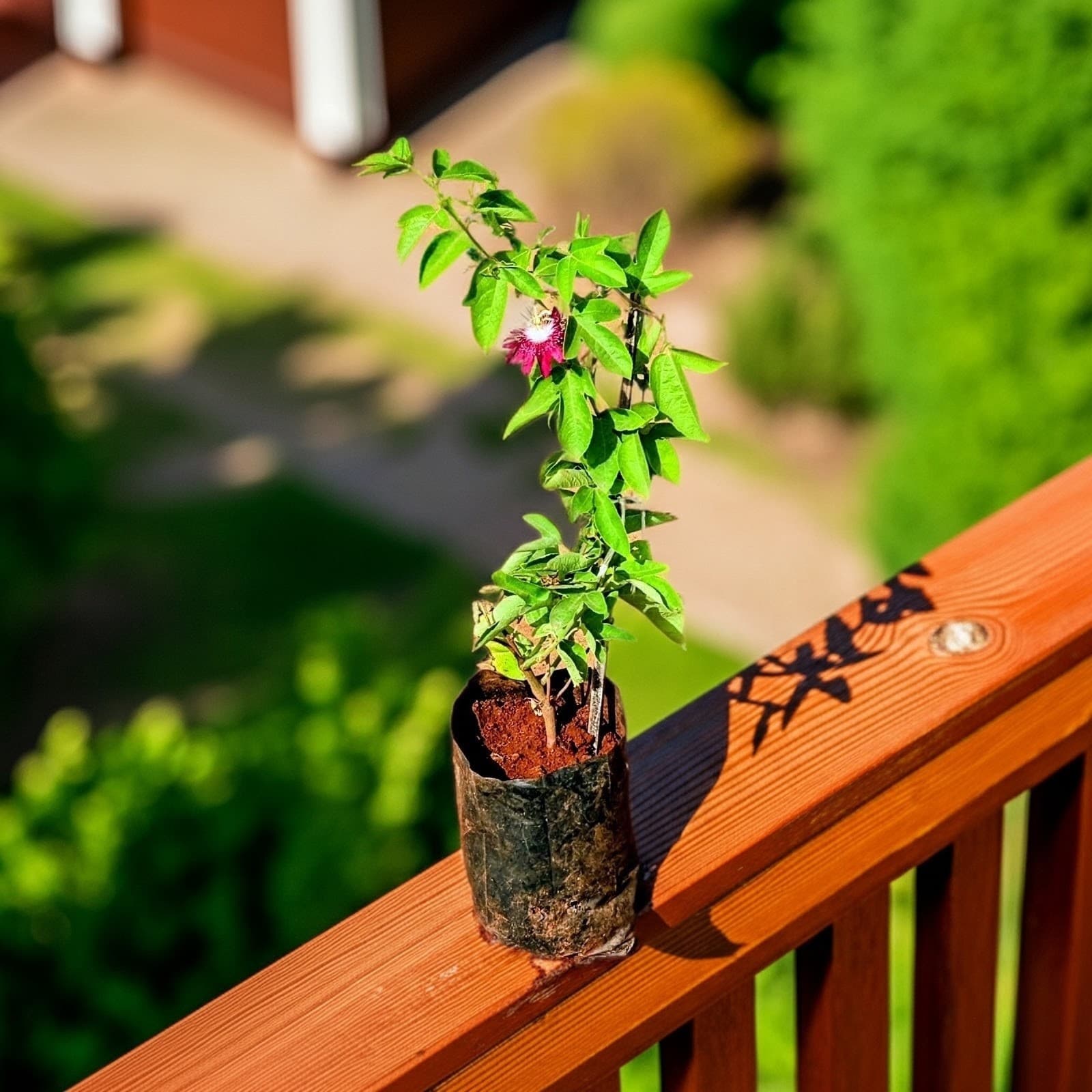 Rakhi Flower Plant (Red)