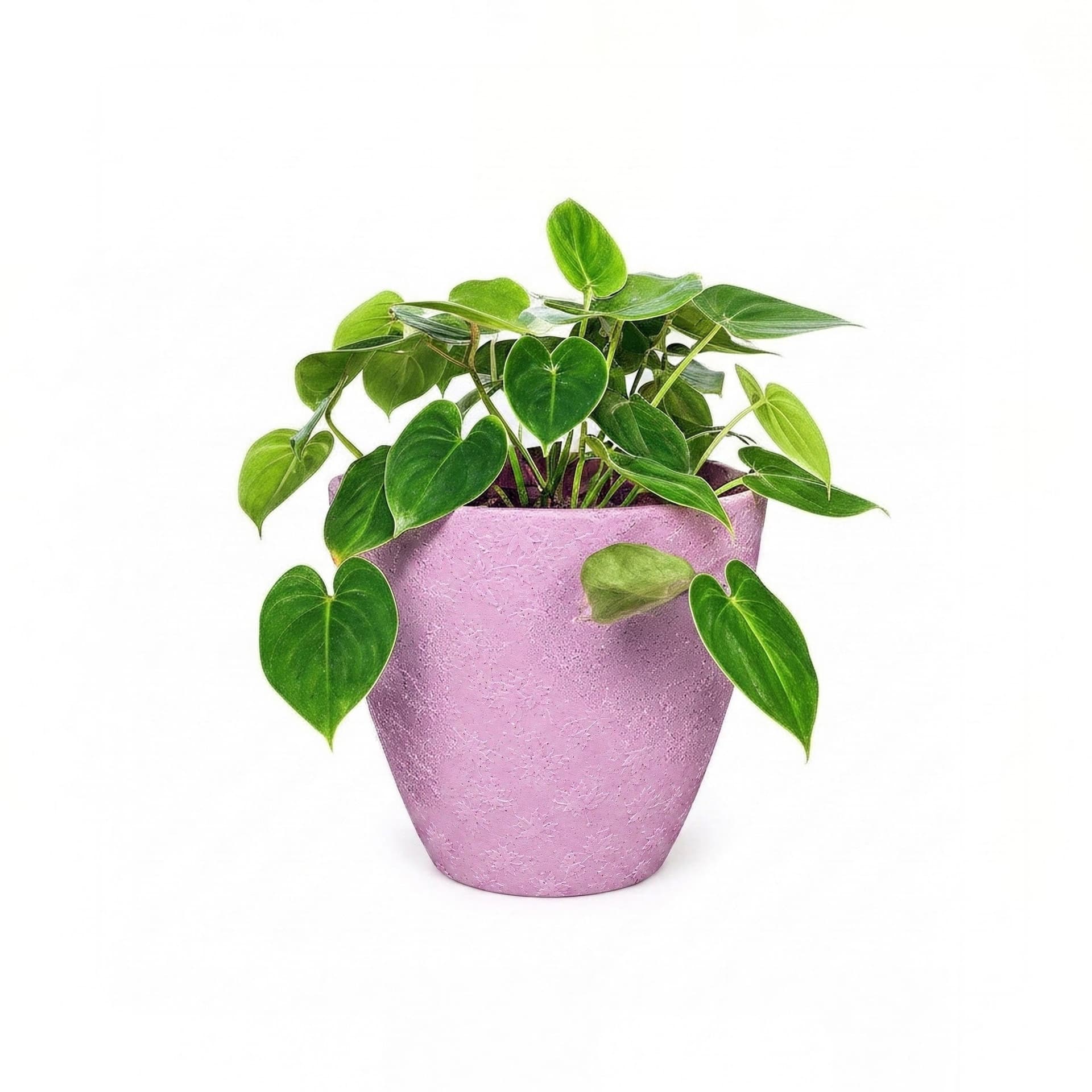 Planter For Plants