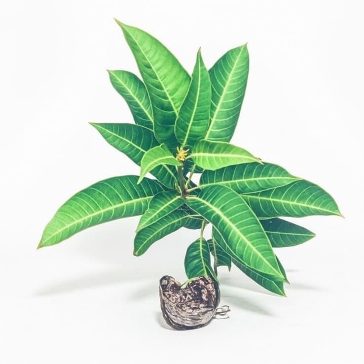 Chousa Mango Plant