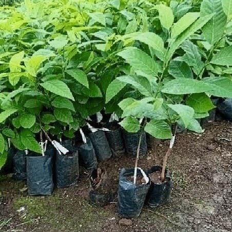 Golden Custard Apple Plant