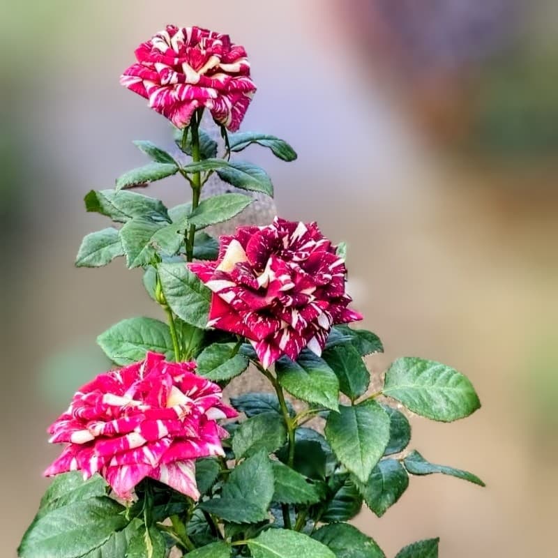 Abracadabra Rose Plant