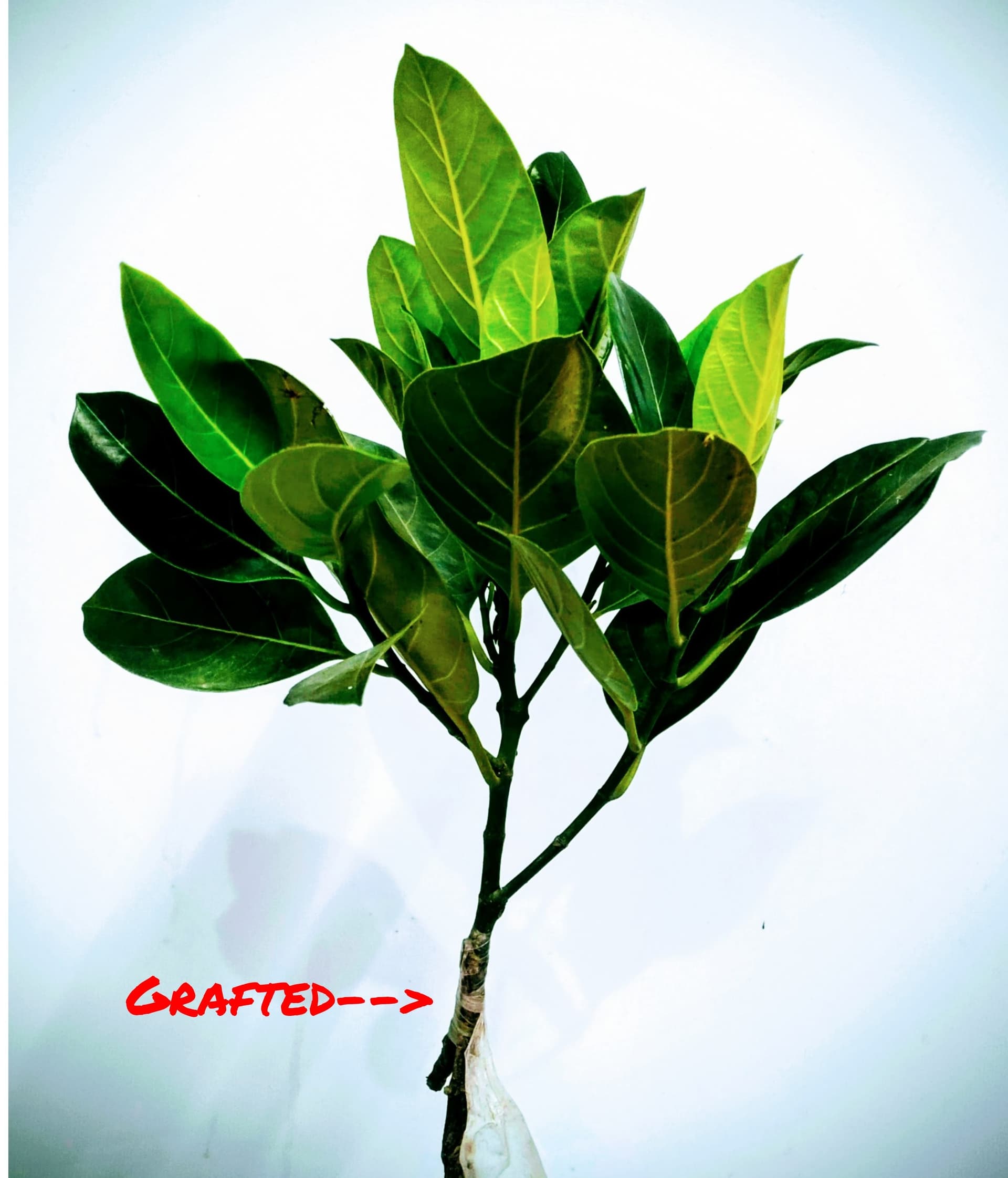 Red Jackfruit Plant