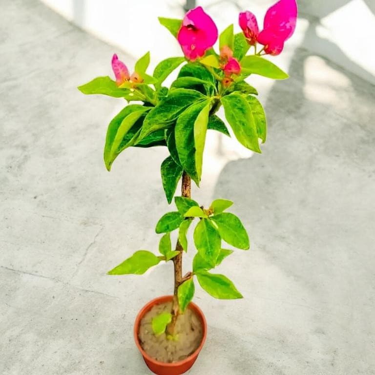 Zakirana Variegated