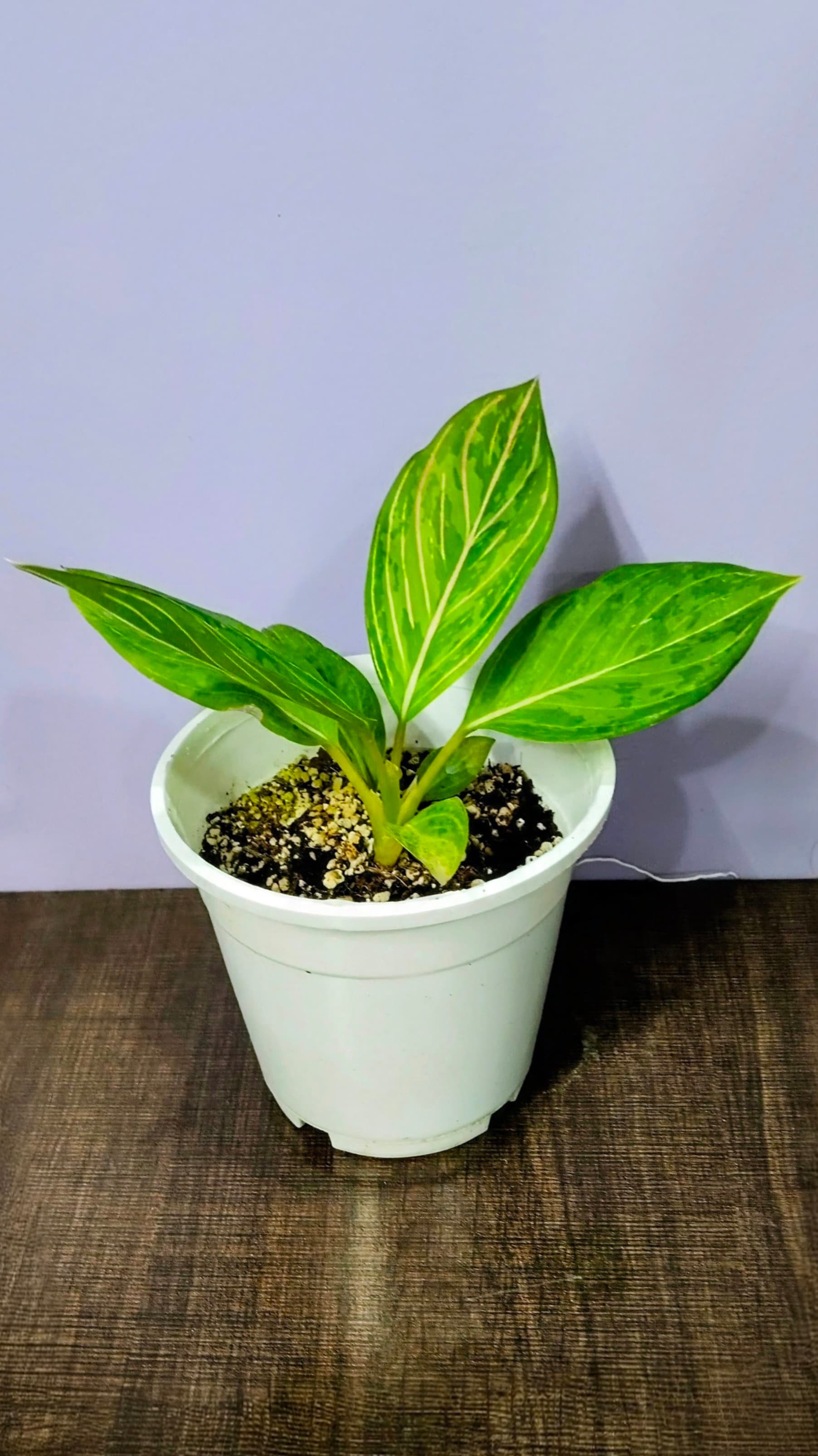 Aglaonema Green Army