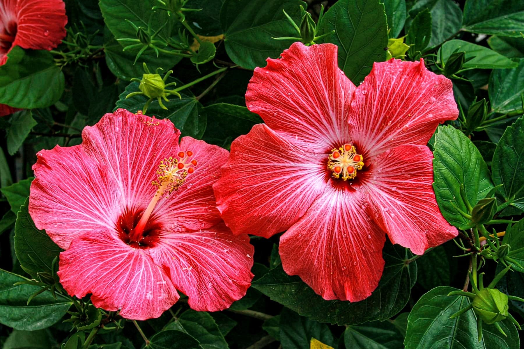 Painted Lady Hibiscus Plant