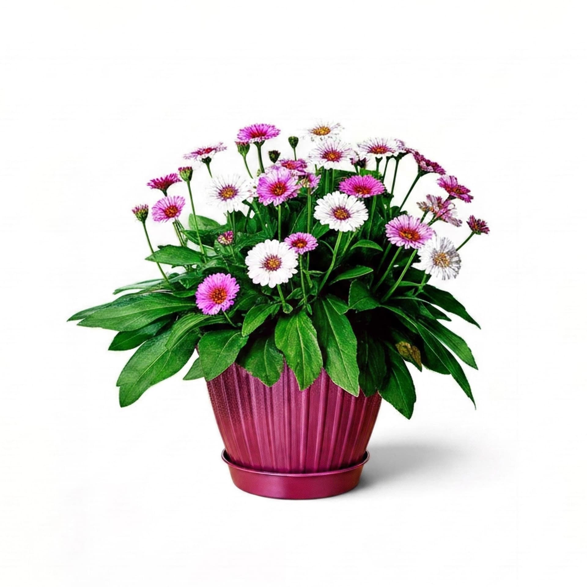 Flower Pot