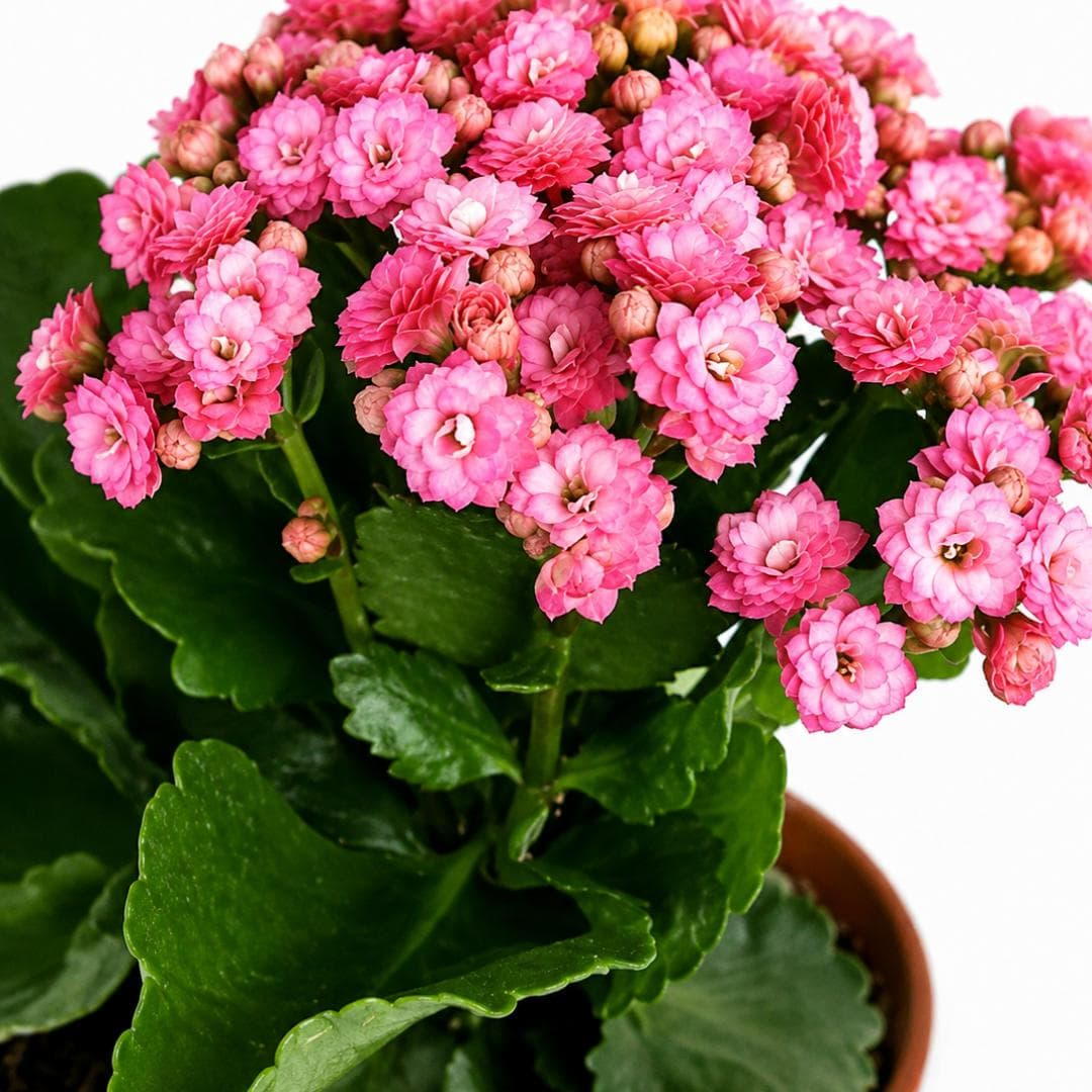 Kalanchoe Plant