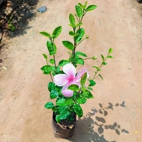 Desi Hibiscus Plant (Pink)