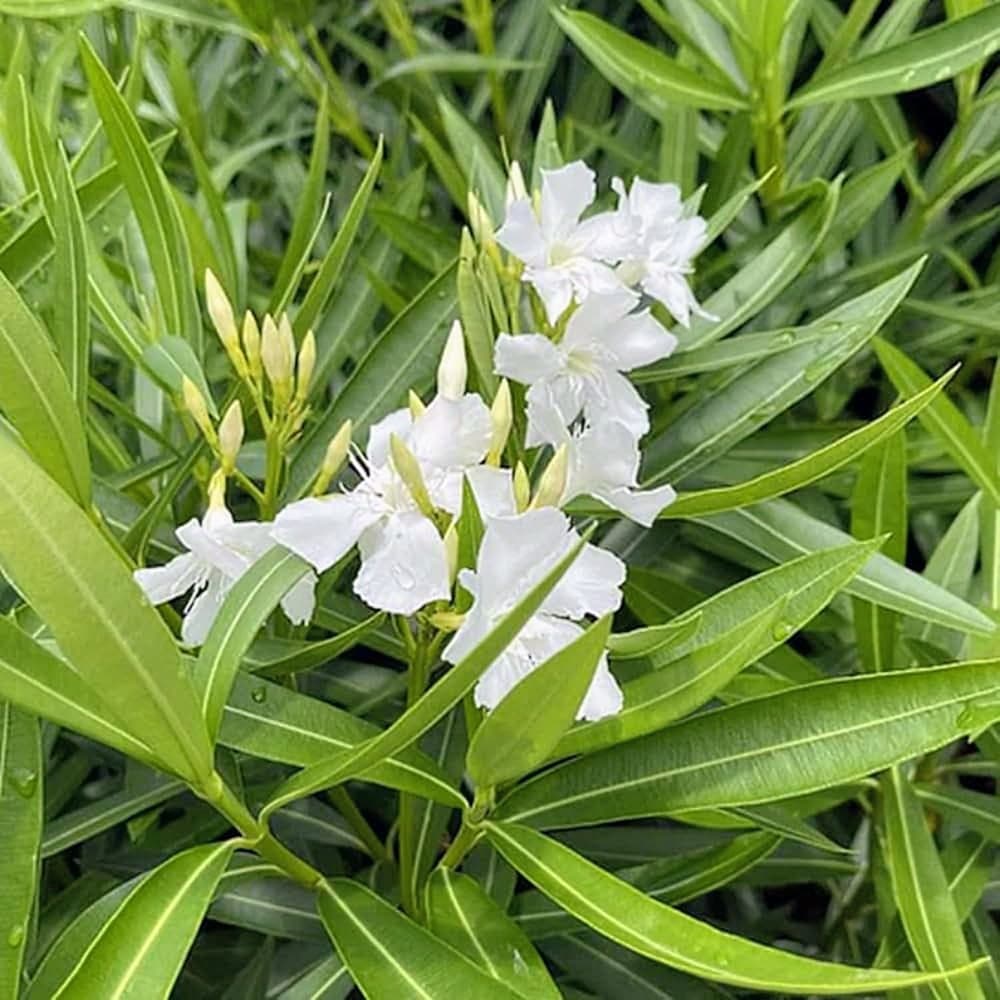Oleander Flower Plant (White)