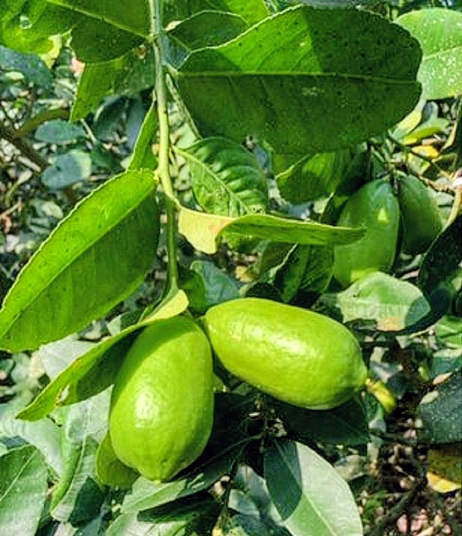 Acid Lime (Gandharaj)