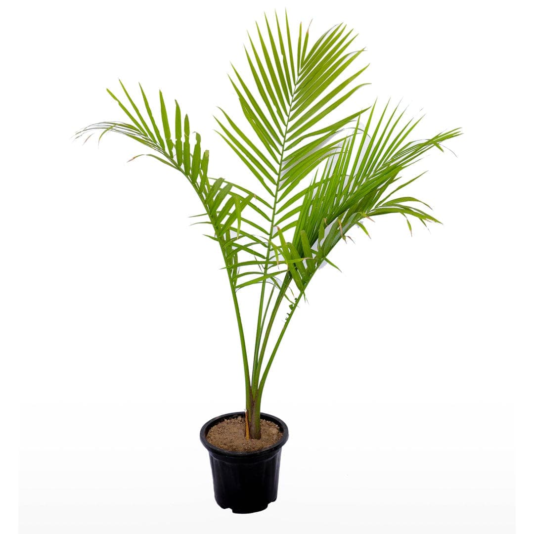 Rexona Palm