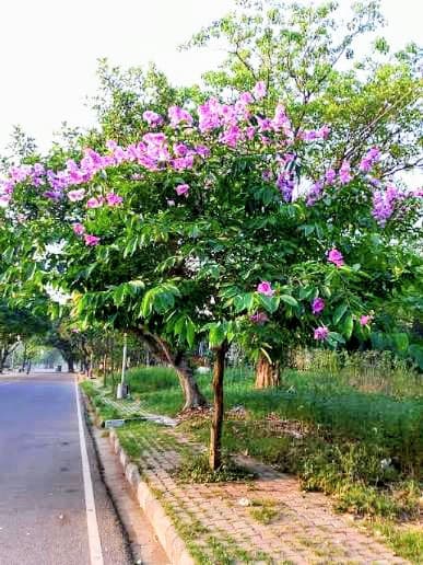 Jarul Plant (Pack of 3)