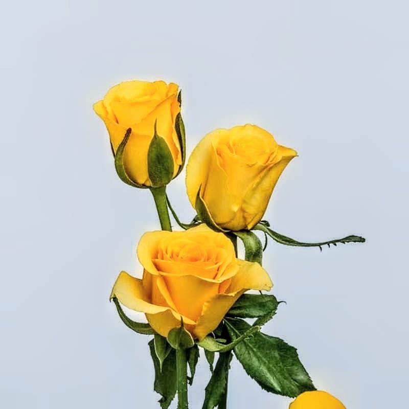 Gold Stick Rose Plant