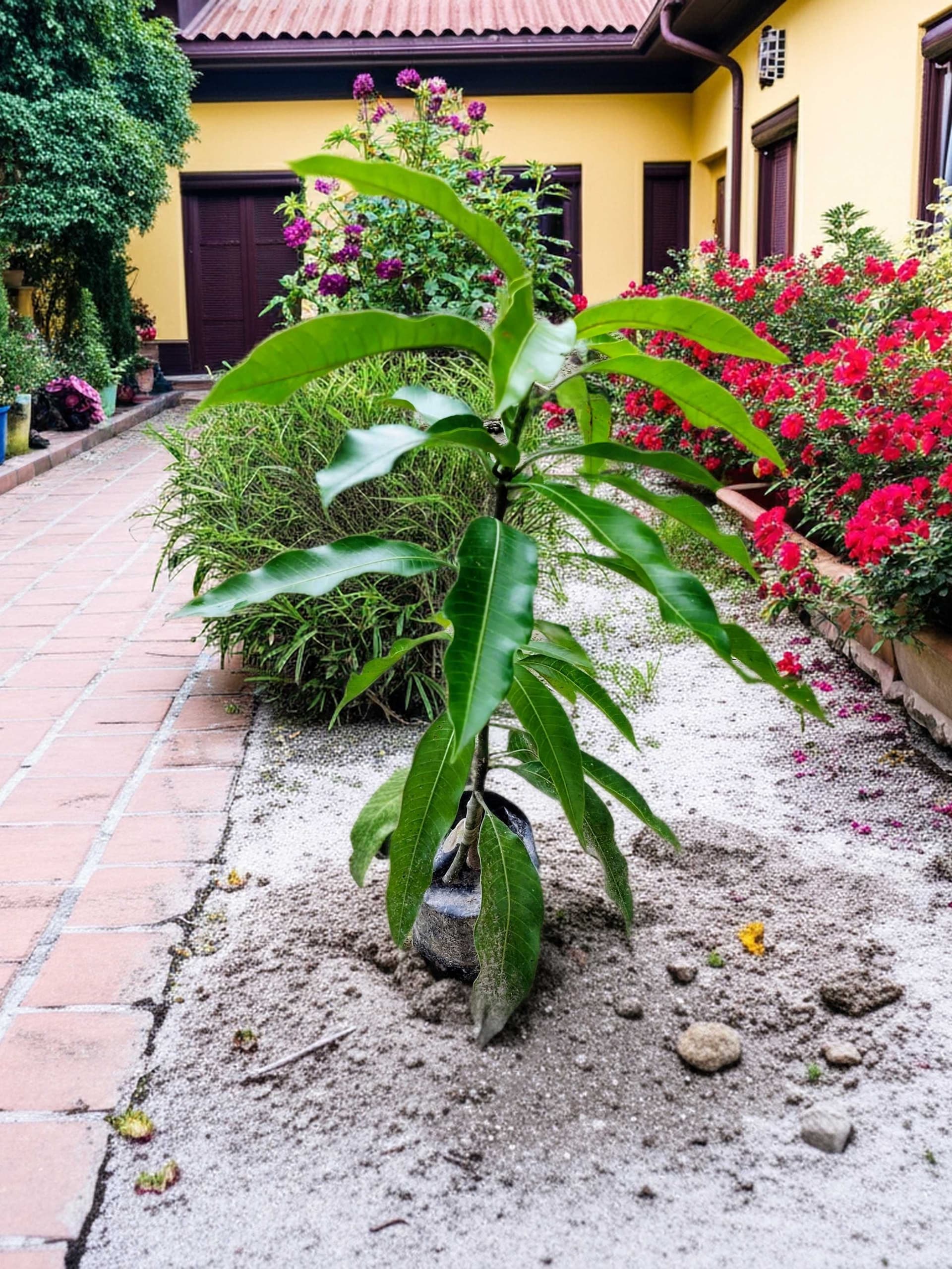 Amrapali Mango Plant